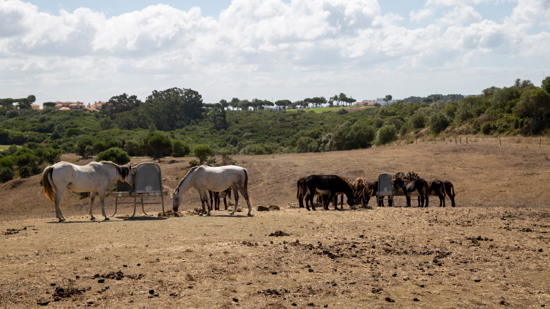 Cavalos selvagens no Parque Nacional Sintra Cascais