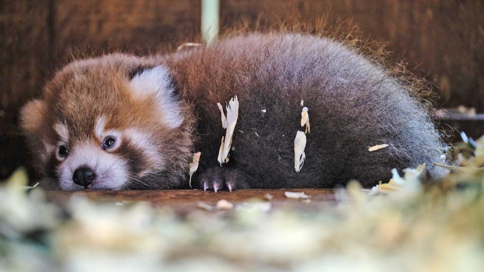 Panda mais ameaçado do mundo nasce no Jardim Zoológico